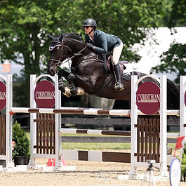 Orion: a 2014 Belgian Warmblood gelding