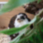 Quail with black and white feathers peeking through leaves