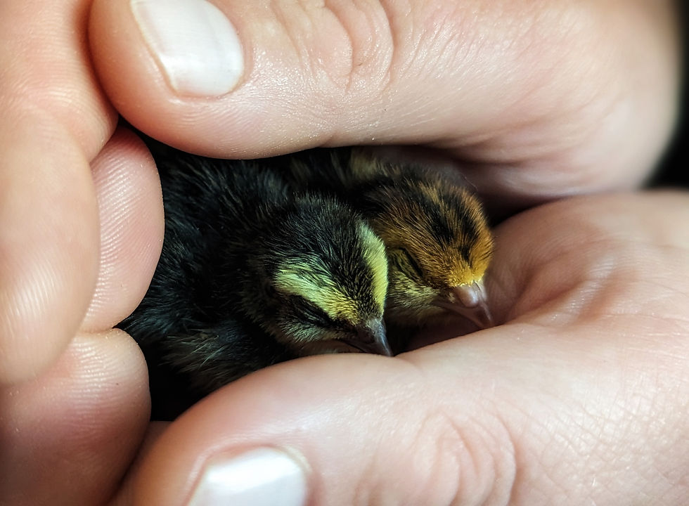 two coturnix quail chicks nestled in hands