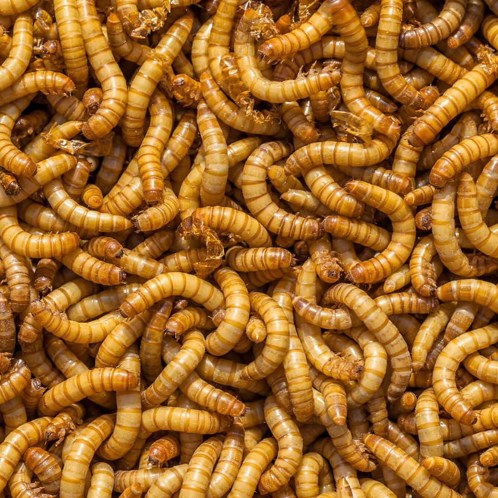 mealworms