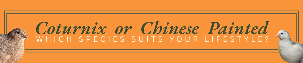 Coturnix vs Chinese Painted. which species suits your lifestyle best banner
