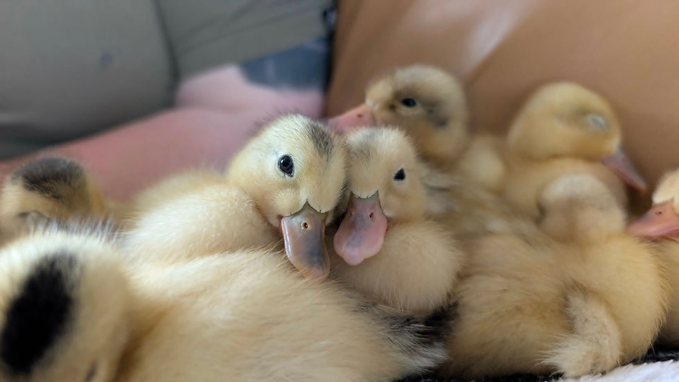 little yellow mini silver appleyard ducklings cuddled together