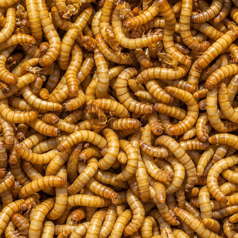 Let's Talk Mealworms