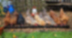 Eight chickens lined up at a feeder