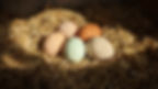 Five colorful eggs on a bed of straw