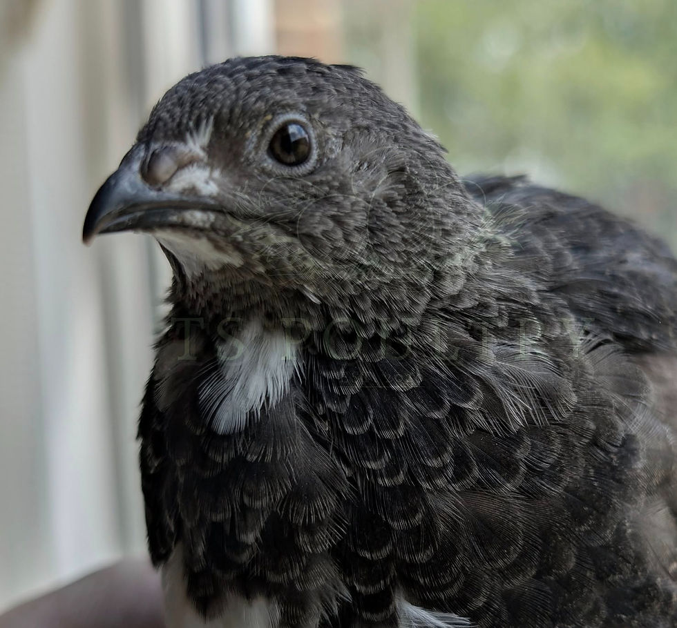 Black Coturnix Quail, Explore The Covey
