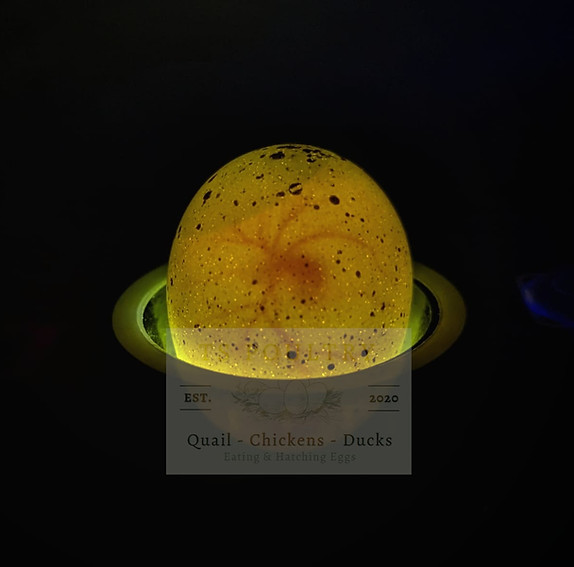 quail egg being candled. small red heart in the middle with spider veins showing positive signs of life