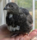 Dark gray quail chick with white breast in a hand