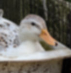 White and brown duck in a tub