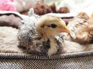 Young chicken chick