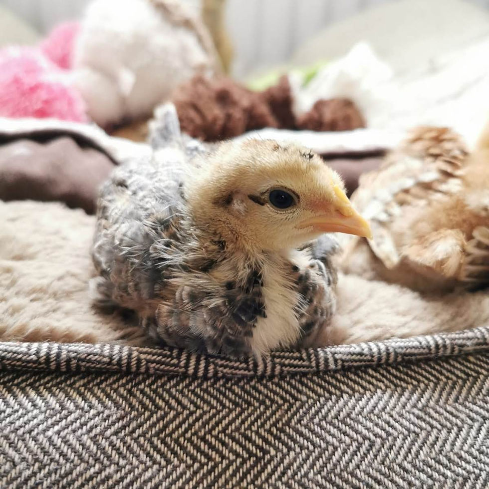 Young chicken chick