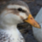White and brown speckled duck's head and beak