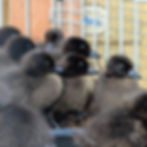 Several dark ducklings with blue-gray beaks