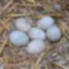 Six eggs with 'X' marks in a straw nest