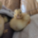 Adorable fluffy yellow duckling