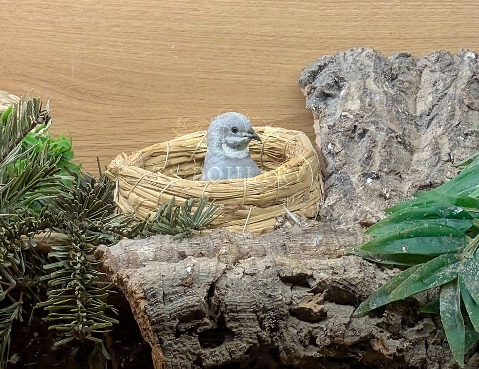 male chinese painted quail peaking from an upturned nest