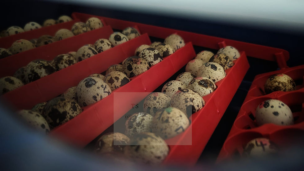 incubator full of coturnix quail hatching eggs