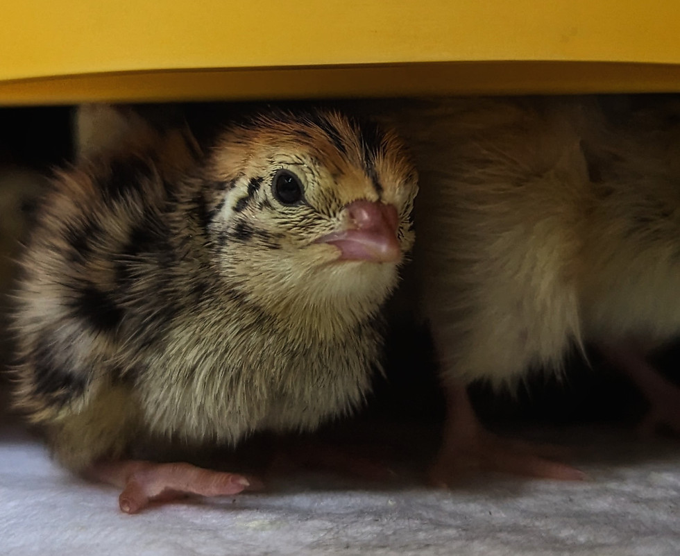 coturnix quail chick