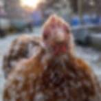 Brown and white speckled chicken looking forward