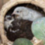 Three baby quails in a straw nest