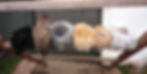 Six fluffy chickens on a wooden perch