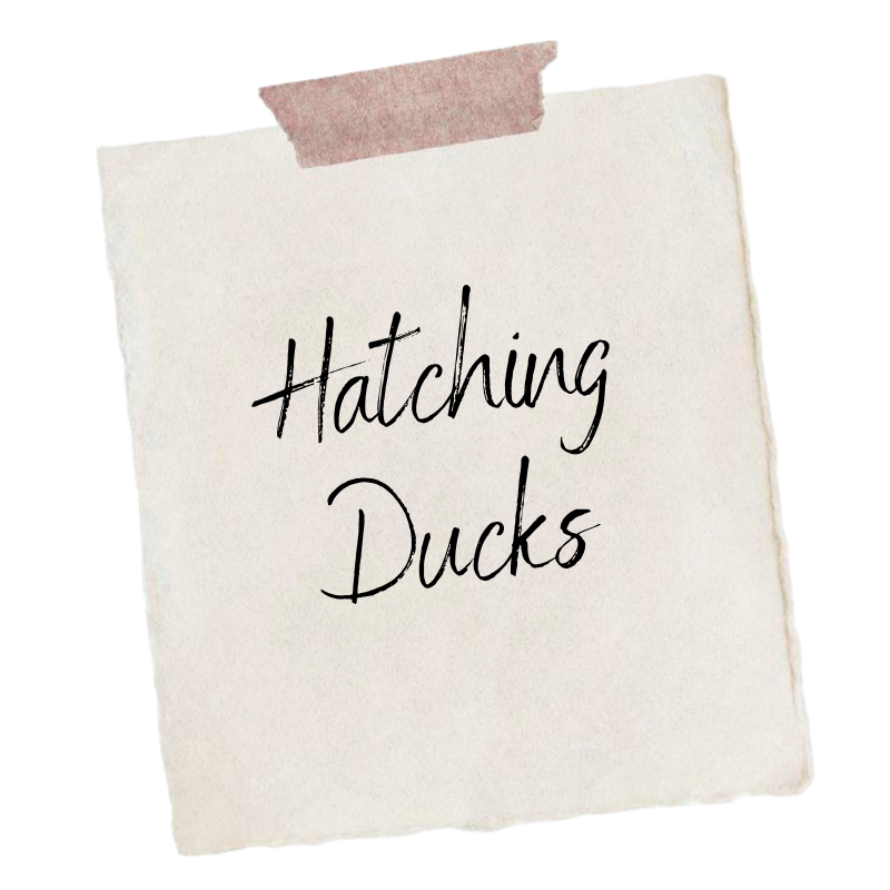Hatching Ducks.png