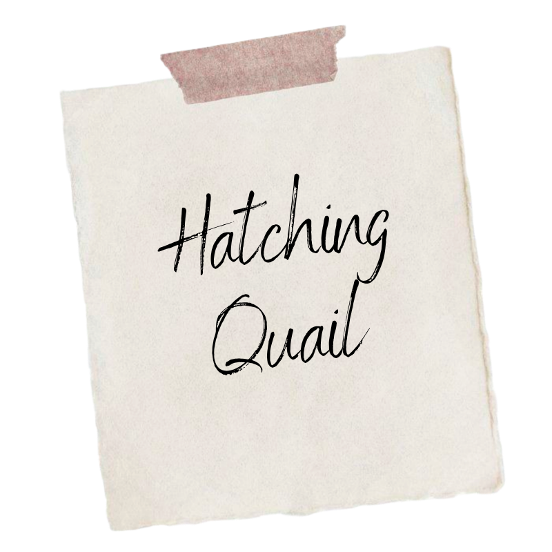 Hatching Quail