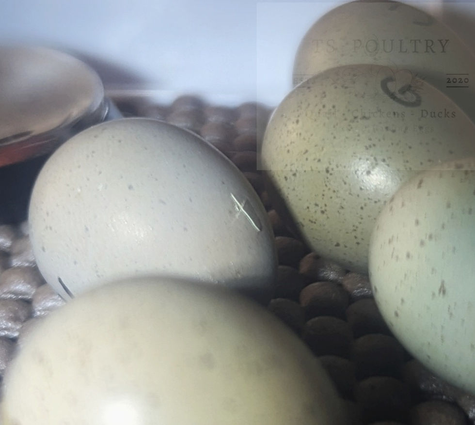 chinese painted quail hatching eggs, pipped ready for a chick to hatch