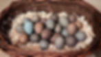 Woven basket filled with blue and brown eggs on wood shavings