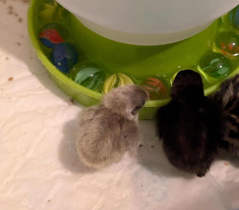 chinese painted chicks at a drinker filled with marbles