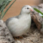 White and gray quail