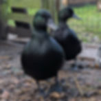 Two black ducks