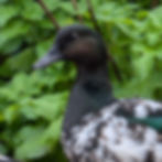 Duck with dark head and speckled black and white body