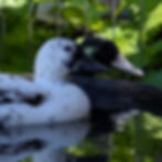 White speckled duck and a dark duck in water
