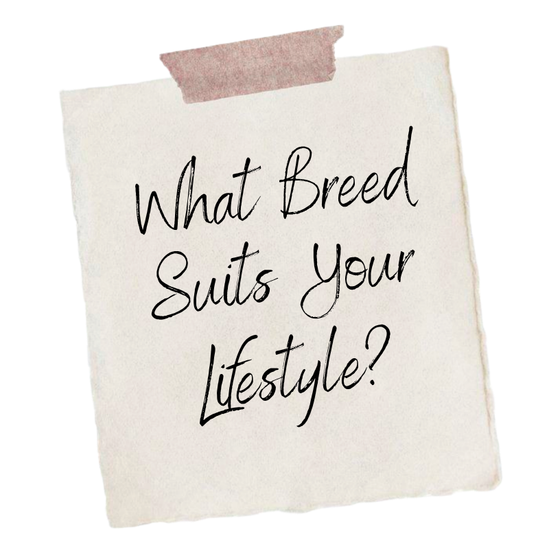 Which Breed Suits Your Lifestyle.png