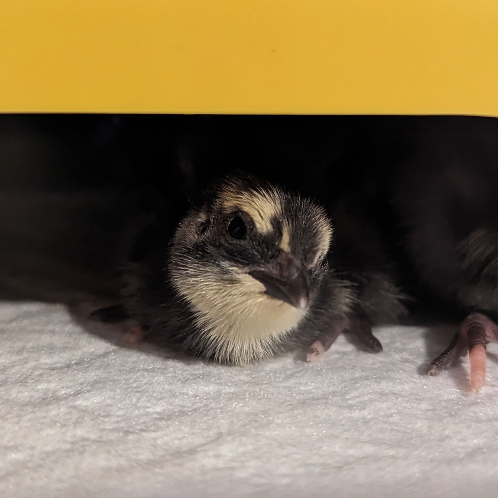 black coturnix chick