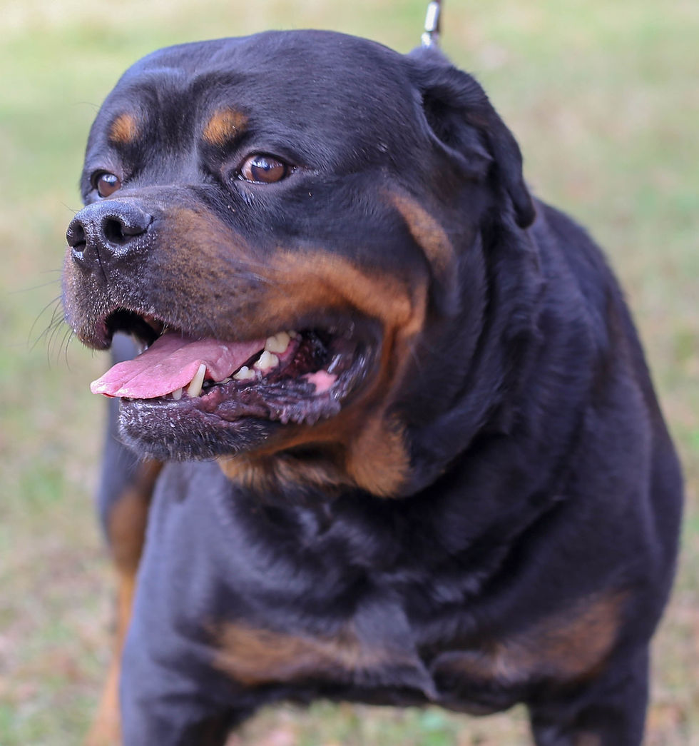 About BNB Champs Kennel