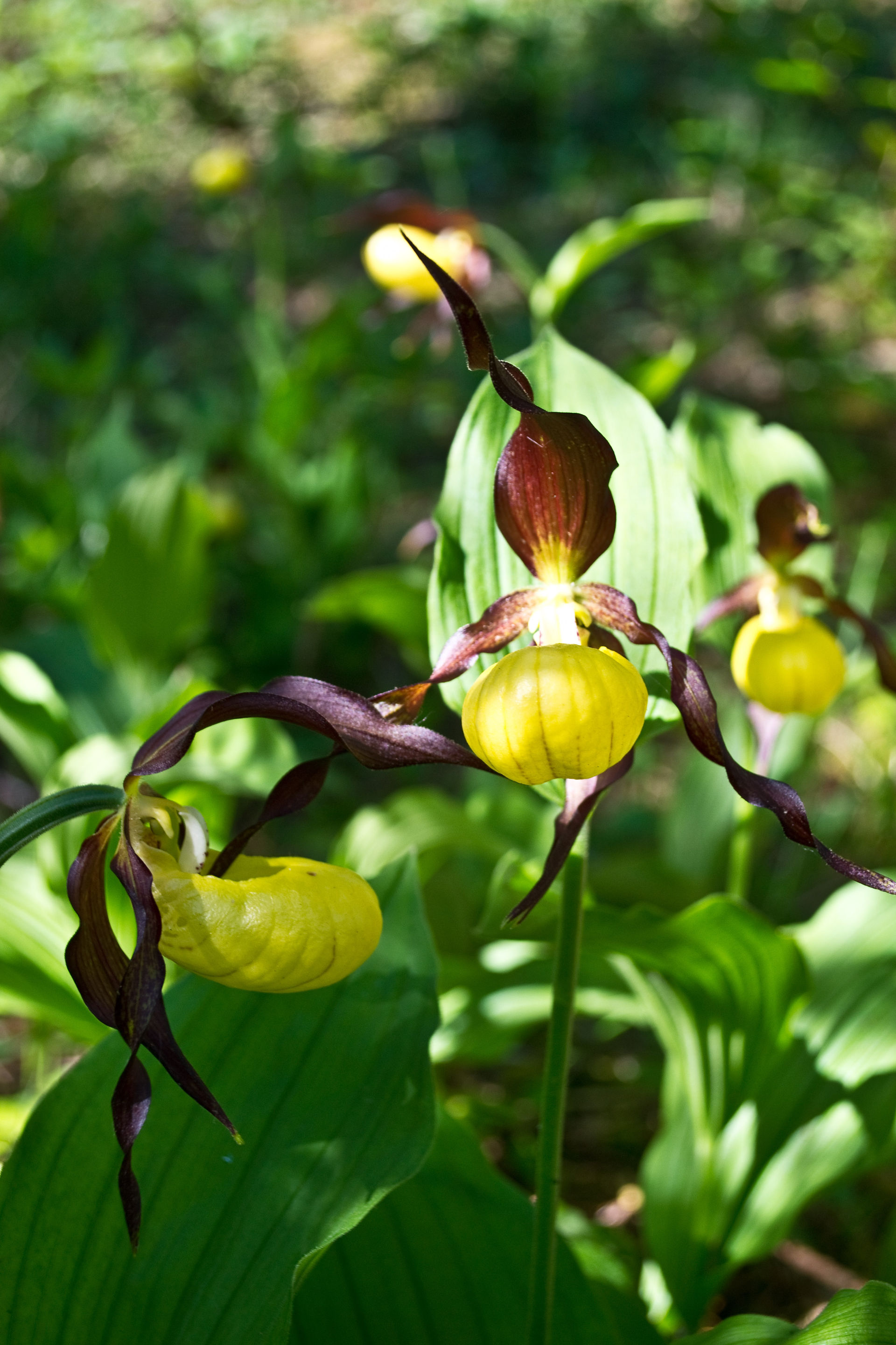 Cypripedium calceolus