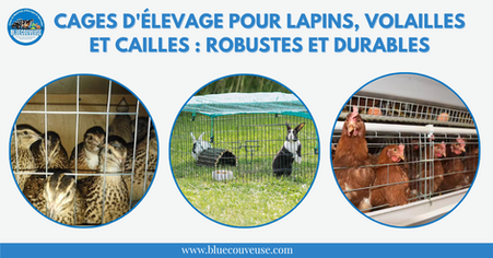 Cages d'élevage pour lapins, volailles et cailles en Côte d'Ivoire
