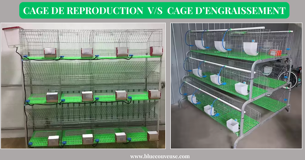 Cage de reproduction ou cage d’engraissement