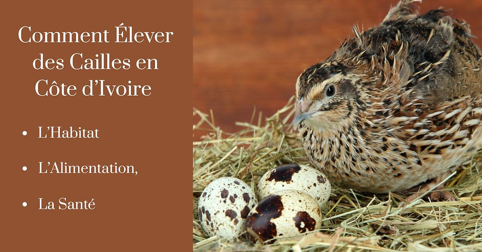 Comment Élever des Cailles en Côte d’Ivoire : Conseils Pratiques