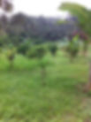 Cacao plants.jpg
