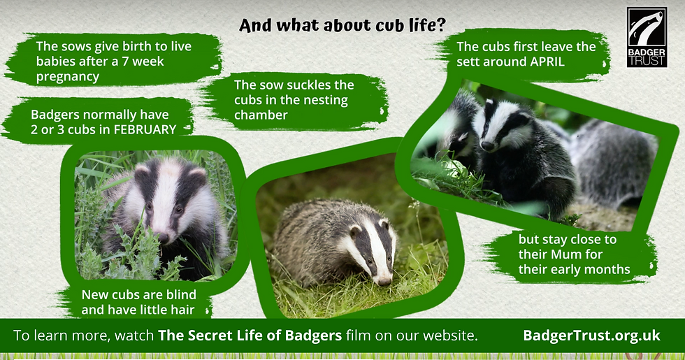 And what about cub life? Poster