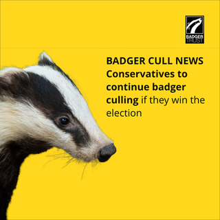 Conservatives to continue badger culling if they win the election