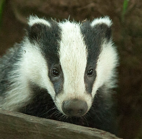 Badgers Muchalls 30-6-18 by Dod Morrison photography