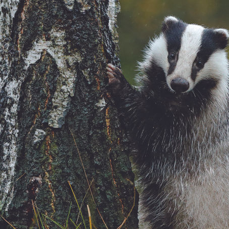 Badgers need our love more than ever