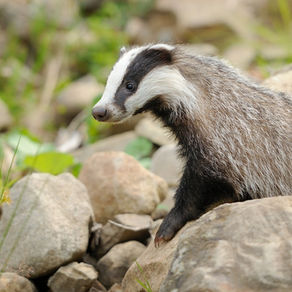 A picture of a badger in profile between white rocks.