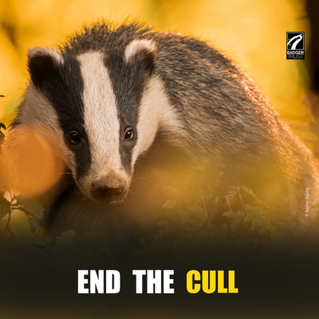 Badger on a sunlit background with the words 'END THE CULL'