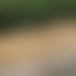 Interference at the Badger Sett