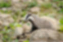 Copy of photodune-10886222-badger-m.jpg